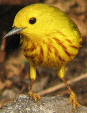 Mangrove Warbler