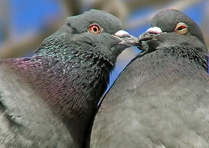 Pigeon biset 
&copy; Luc Durocher