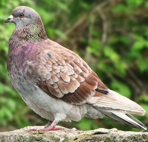 Pigeon biset 
&copy; Luc Durocher