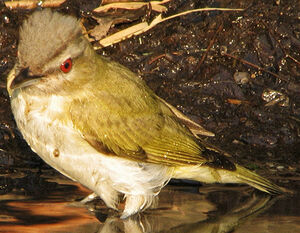 Red-eyed Vireo