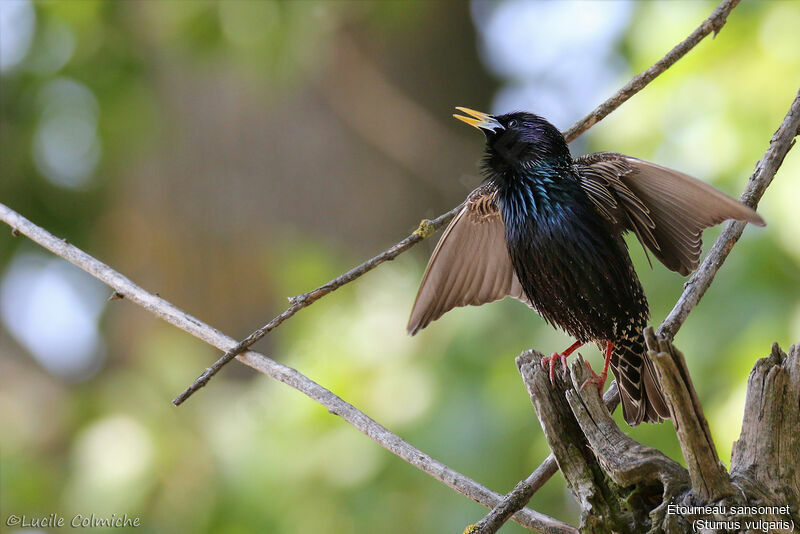 Common Starling male adult breeding, courting display