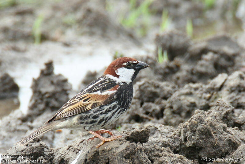 Spanish Sparrow male adult breeding, identification, aspect