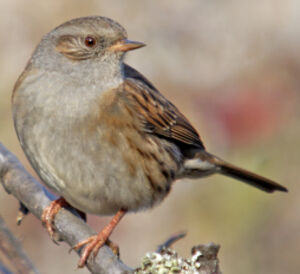 Dunnock 
&copy; Luis Casiano