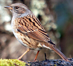 Dunnock 
&copy; Luis Casiano