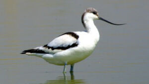 Pied Avocet 
&copy; Luis Casiano