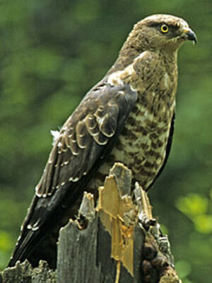 European Honey Buzzard 
&copy; Luis Casiano