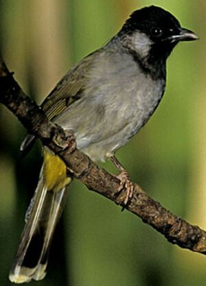 Bulbul � oreillons blancs