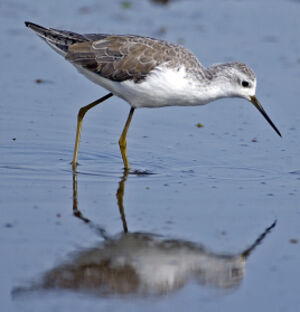 Marsh Sandpiper 
&copy; Luis Casiano