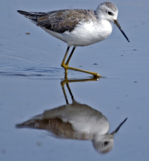 Marsh Sandpiper 
&copy; Luis Casiano