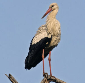 Cigogne blanche