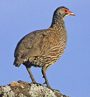 Francolin � cou jaune