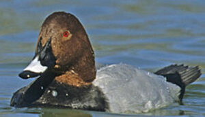 Common Pochard