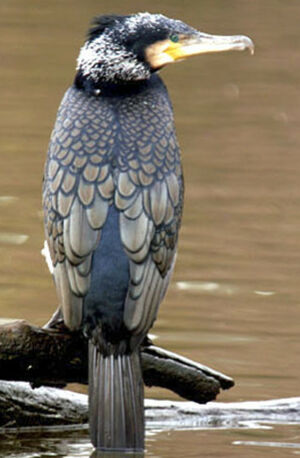 Great Cormorant