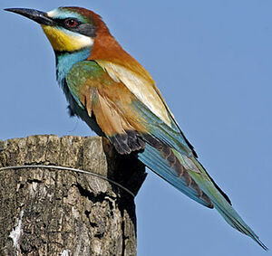 European Bee-eater 
&copy; Luis Casiano