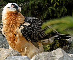 Bearded Vulture