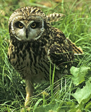 Hibou des marais