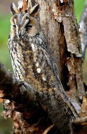 Hibou moyen-duc