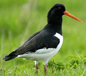Eurasian Oystercatcher