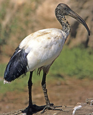 Ibis sacr�