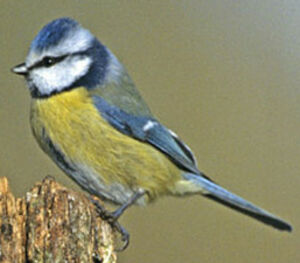 Eurasian Blue Tit 
&copy; Luis Casiano