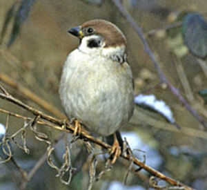 Eurasian Tree Sparrow 
&copy; Luis Casiano