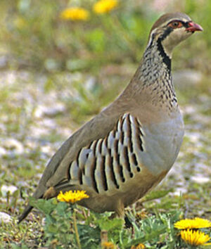 Red-legged Partridge 
&copy; Luis Casiano