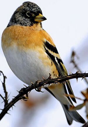 Brambling 
&copy; Luis Casiano
