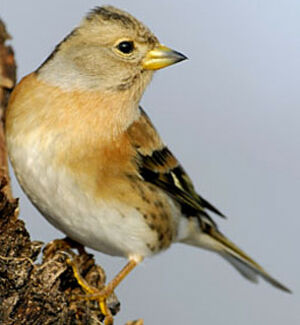 Brambling 
&copy; Luis Casiano