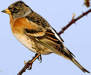 Brambling 
&copy; Luis Casiano