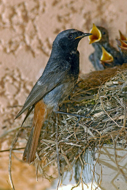Black Redstart male adult breeding