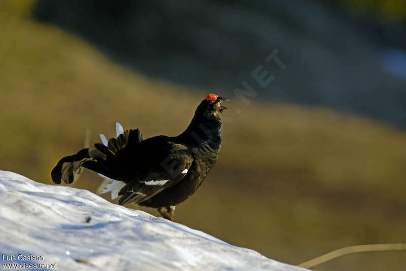 Black Grouse male adult breeding, courting display, song
