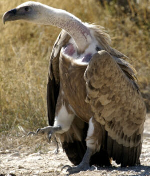 Griffon Vulture 
&copy; Luis Casiano