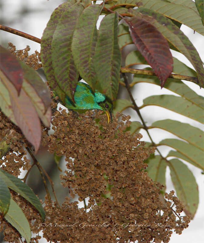 Green Honeycreeper male adult