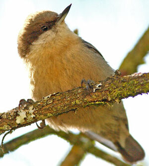 Pygmy Nuthatch