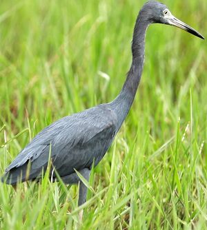 Aigrette bleue