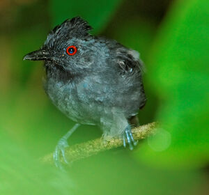 Black-headed Antbird