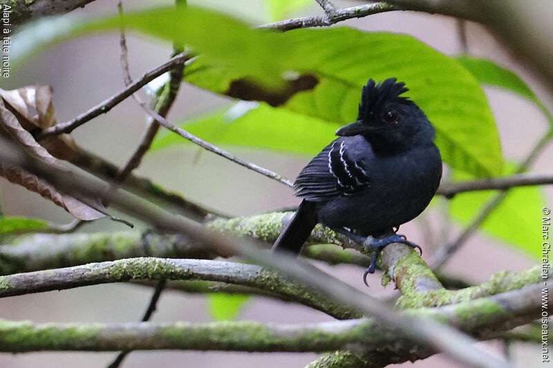 Black-headed Antbird male adult