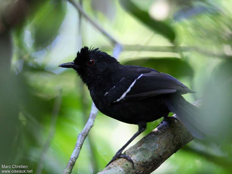 White-shouldered Fire-eyeadult