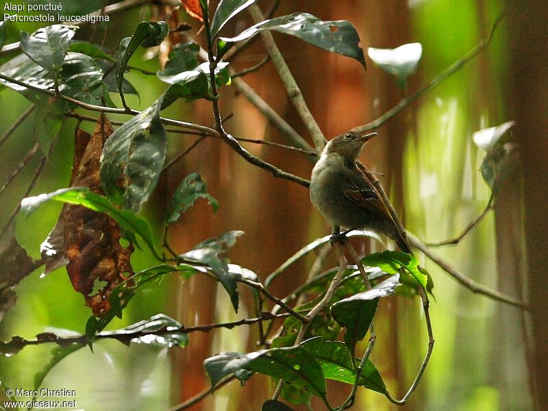 Spot-winged Antbird female