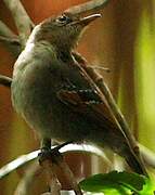 Spot-winged Antbird