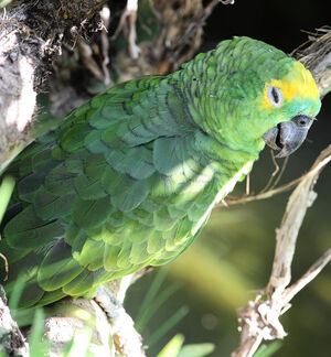 Amazone à front jaune