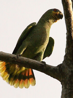 Amazone aourou