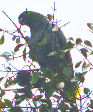 Amazone poudrée