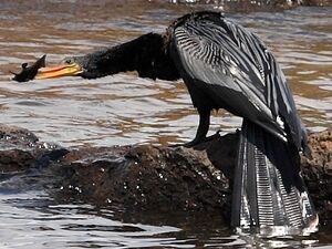 Anhinga d'Am�rique