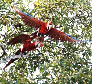 Red-and-green Macaw