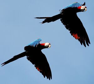 Red-and-green Macaw