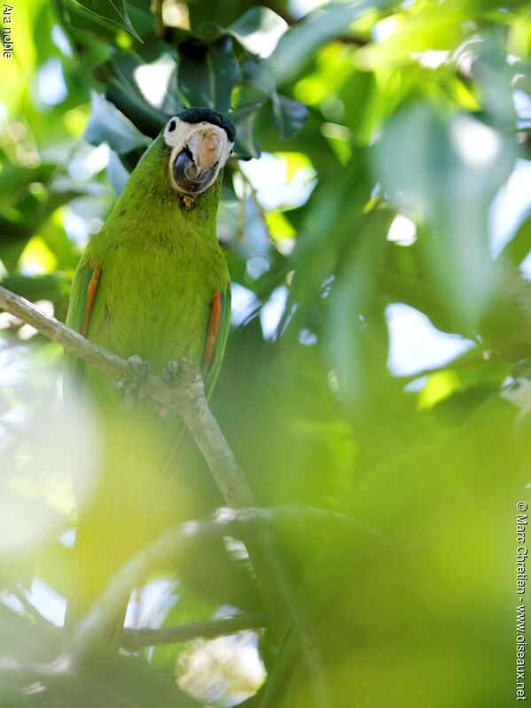 Red-shouldered Macaw