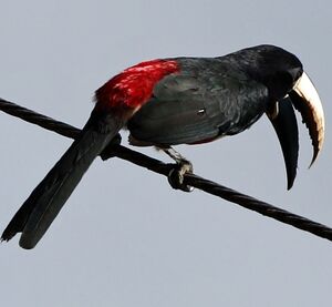 Black-necked Aracari