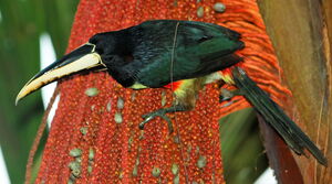 Black-necked Aracari