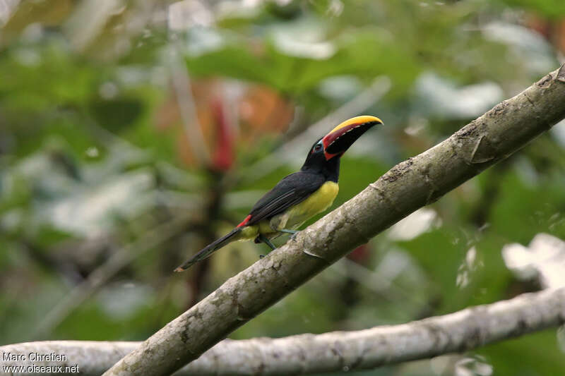 Green Aracari male adult, identification
